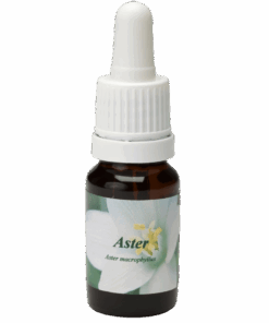 Aster 10ml.