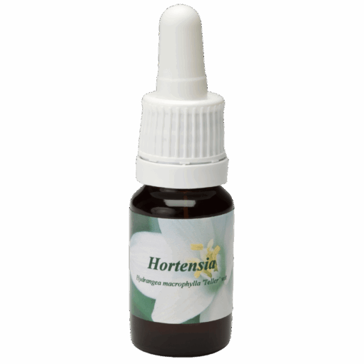 Hortensia 10ml.