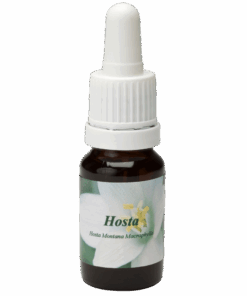 Hosta 10ml.