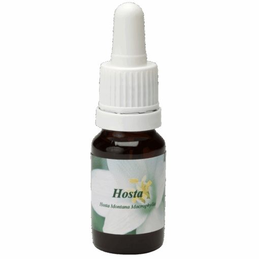Hosta 10ml.
