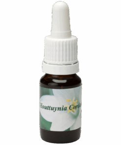 Houttuynia Cordata 10ml.