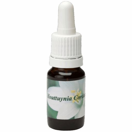Houttuynia Cordata 10ml.