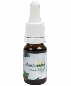 Meesterbloem 10ml.