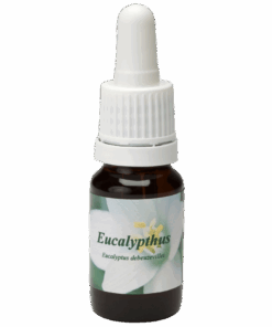 Eucalypthus 10ml.