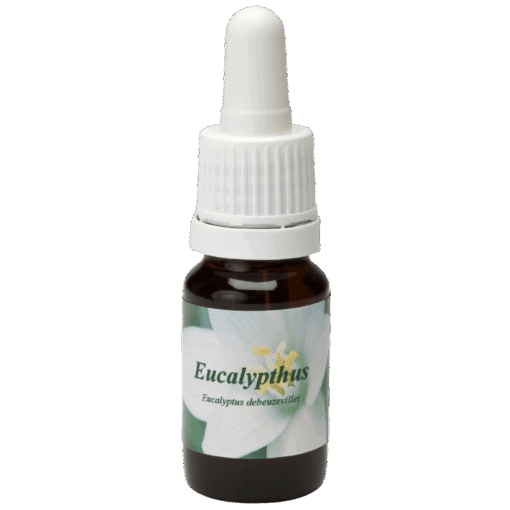 Eucalypthus 10ml.