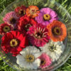 Zinnia 10ml.