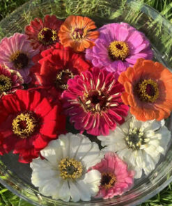 Zinnia 10ml.